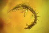 Rare Fossil Centipede (Chilopoda) In Baltic Amber #48250-2